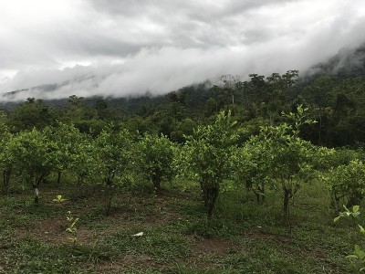 秘鲁马努国家公园景观，自然户外的热带雨林，树木，古柯植物，树叶。绿色自然野生热带景观