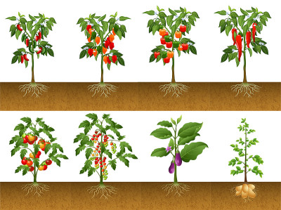 几种植物收集的插图