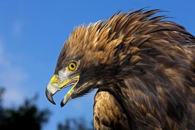 Golden Eagle, aquila chrysaetos, Portrait of Adult