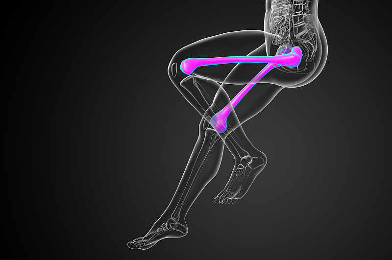 股骨的3d渲染医学插图