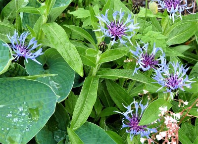 山矢车菊(矢车菊属蒙大拿)花簇