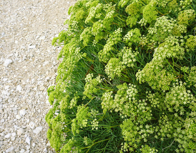 卵石滩上的海茴香灌木，花蕾和花朵