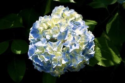 合上绣球花