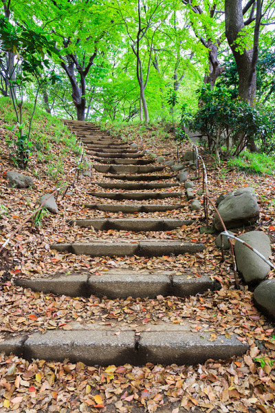 森林行走路径