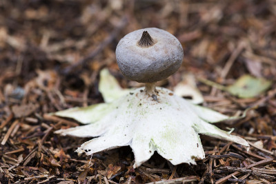 稀有喙状地球星(Geastrum pectinatum) -荷兰