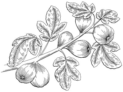 图树黑白孤立素描插图向量