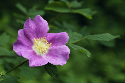 野玫瑰开花