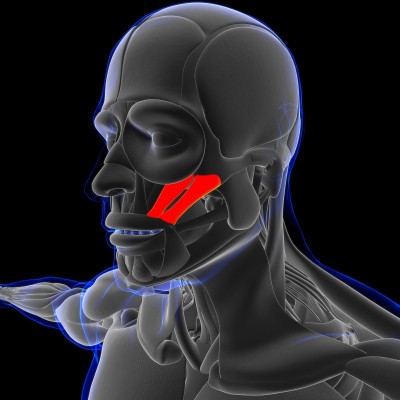 医用概念3D颧大肌和小肌解剖