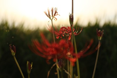 Flower200051