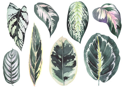 热带calathea树叶。