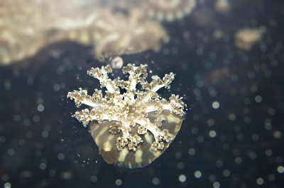 乱七八糟的水母
