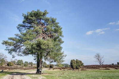 穿过Lüneburg Heath的Radebach山谷。