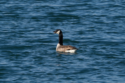 一只加拿大鹅，Branta canadensis，春天在湖里游泳