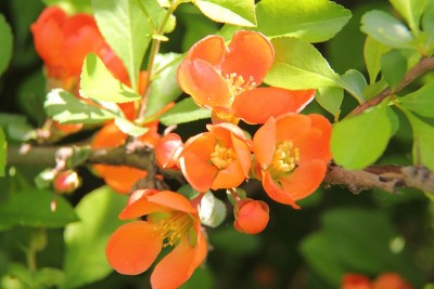 贴梗海棠。花。