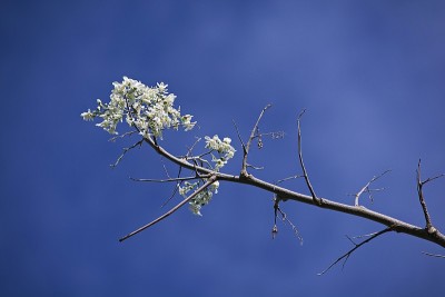 白辣木属花