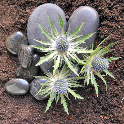 的Eryngium花
