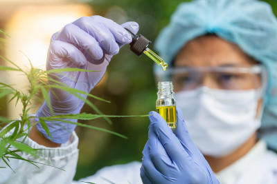 科学家的手滴大麻油的实验和研究，草药替代药物的概念，cbd大麻油，制药工业。