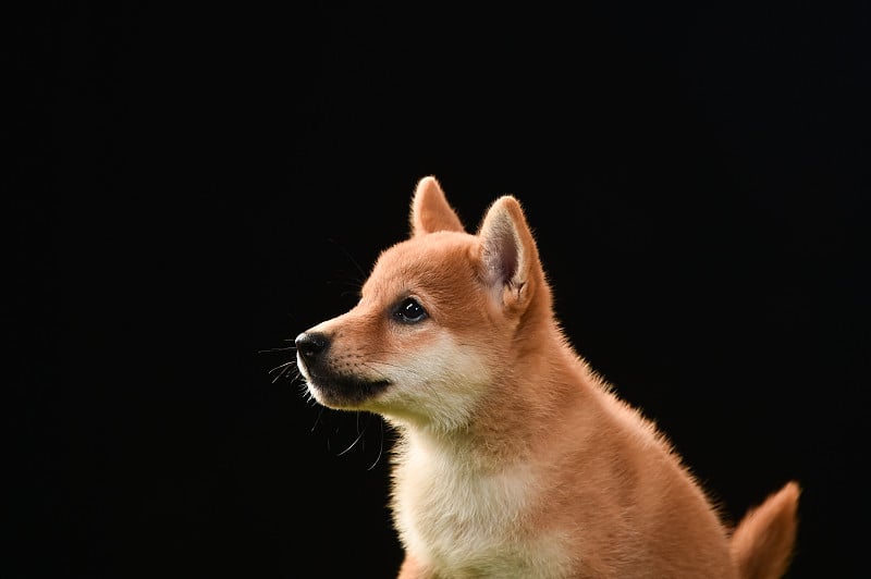 柴犬就是一个榜样