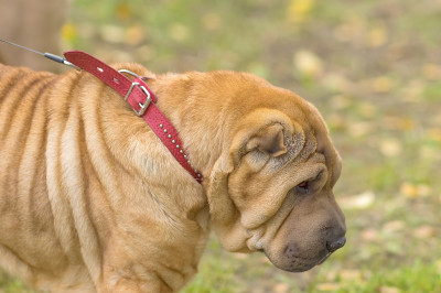 Sharpei狗特写