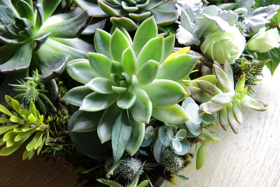 多汁植物花园