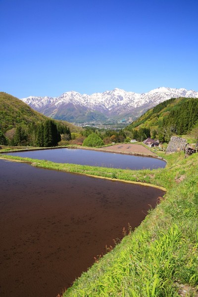 日本阿尔卑斯山和梯田稻田