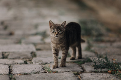 户外无家可归的猫