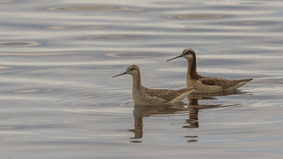 2 phalaropes