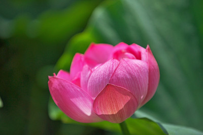 莲花