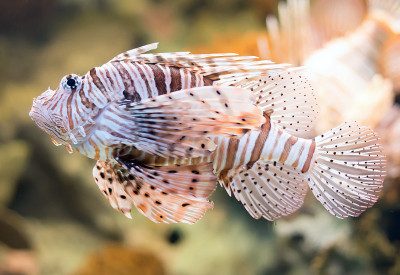红狮鱼的近景。Pterois volitans。