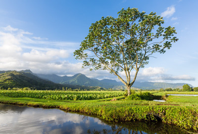 考艾岛哈纳莱山谷全景