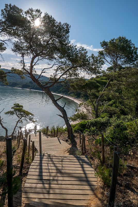 夏天发现波克雷勒斯岛。荒凉的海滩和松树在法国里维埃拉的景观