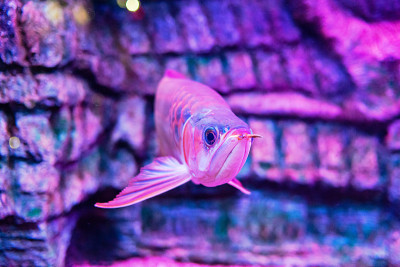 绿色基地红色龙鱼在近距离观察水族馆