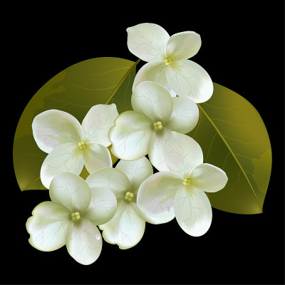 White flowers with leaves on black background vect