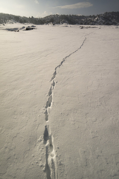雪地上的脚印