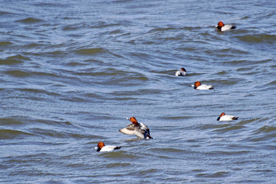 韩国汉江上的Wigeons