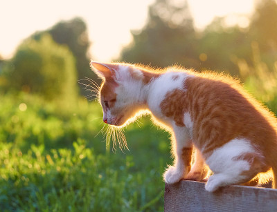 草丛里的小猫。