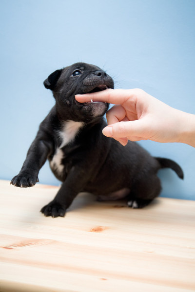 斯塔福德郡斗牛梗幼犬- 2周