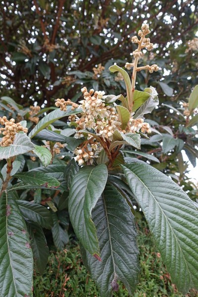 枇杷在秋天开花