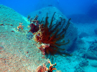 海百合