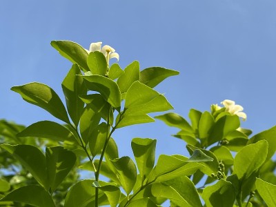 橙色的茉莉花，白色的花。