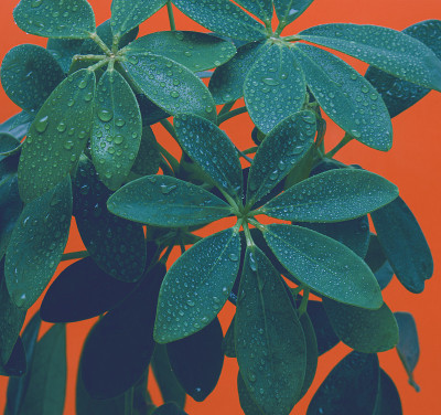 室内植物特写叶片与水滴溅在橙色的背景极简主义。现代室内植物，简约创意家居装饰概念。文本拷贝空间的背景