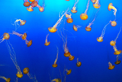 水母在水族馆