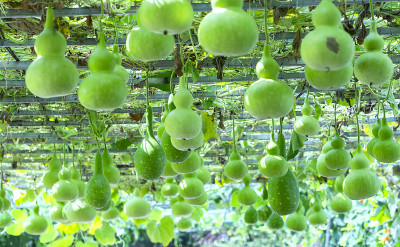 观赏葫芦农场正值收获季节