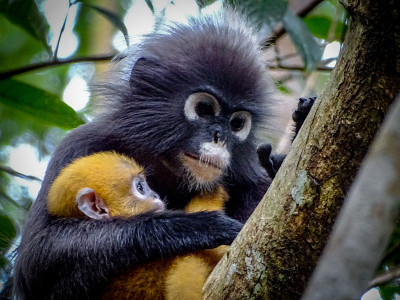Dusky leaf monkey with a baby