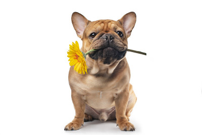 咬着黄色非洲菊的法国斗牛犬。