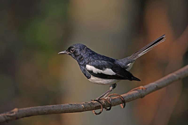 东方Magpie-robin