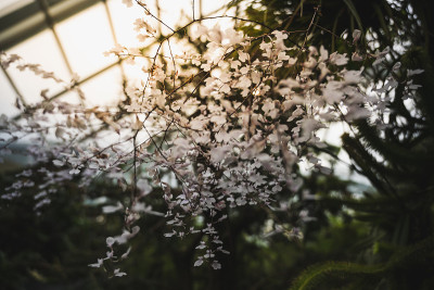 五颜六色的美丽的花