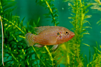 lifalili Hemichromis lifalili，俗称血红色宝石慈鲷科，是慈鲷科的一种鱼类