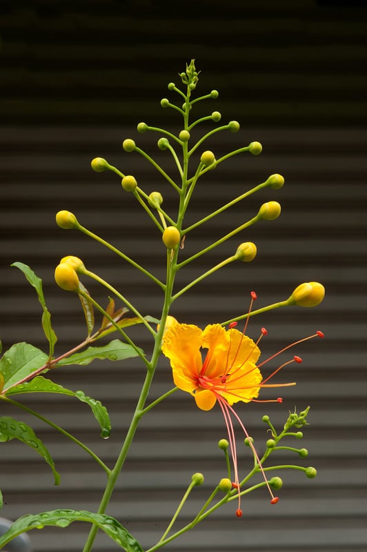 黄矮猩猩(Caesalpinia pulcherrima)。