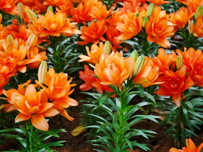 百合、橙花
